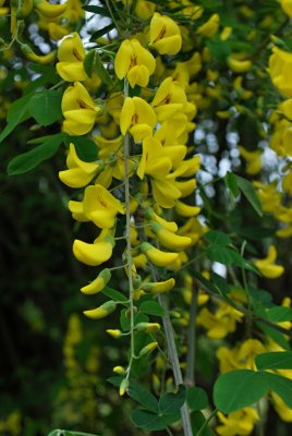 Laburnum anagyroides - štědřenec odvislý - květ1